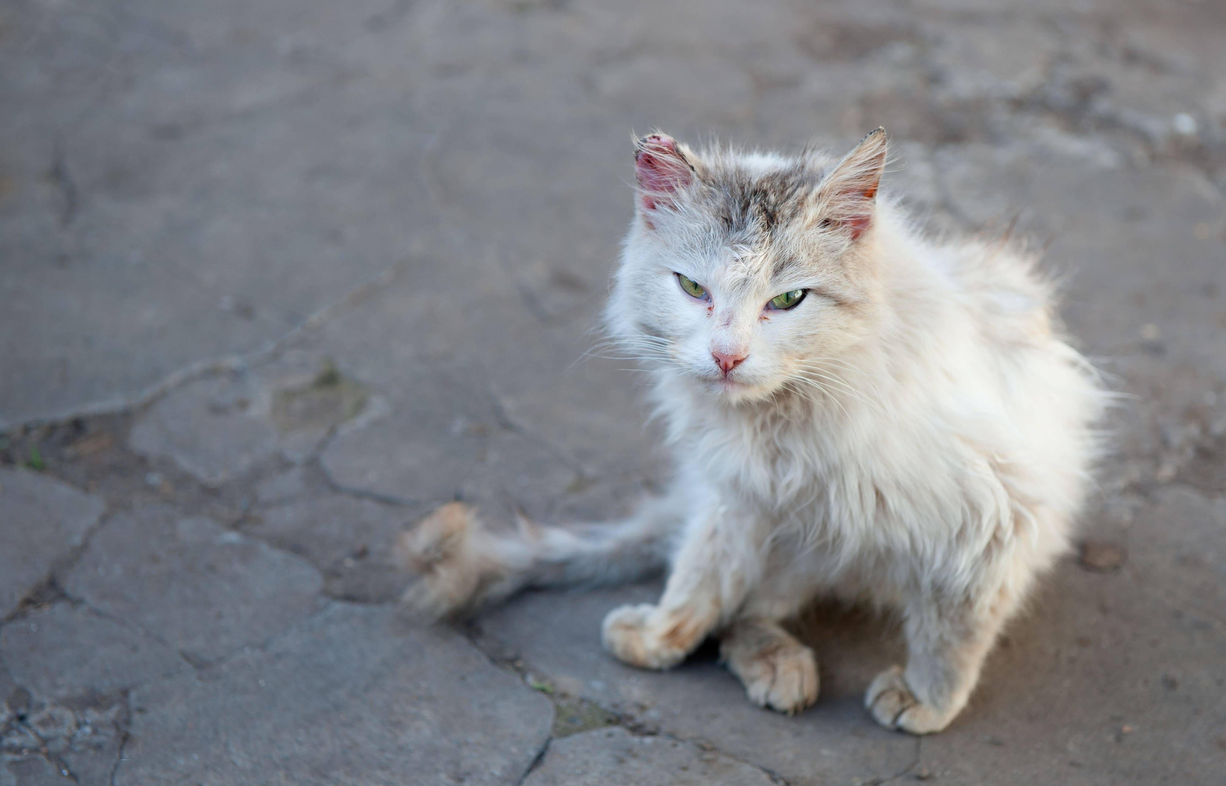katzenkampagne.jpg