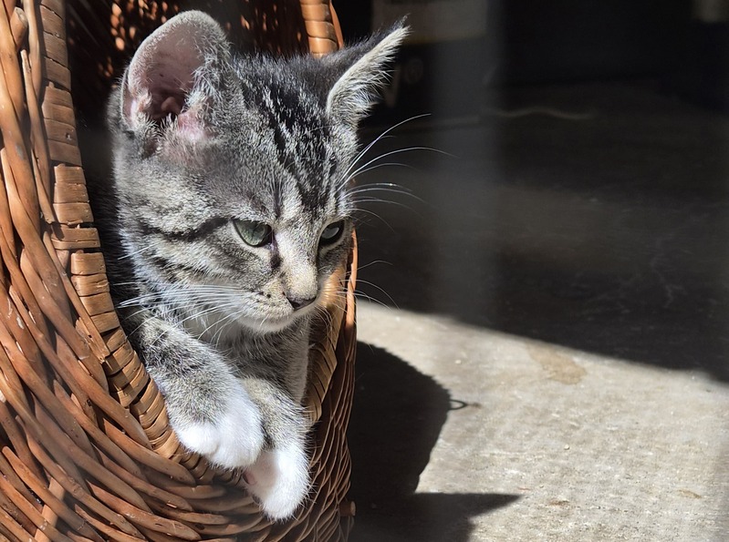 Streunerkatzen_vorschau.jpg